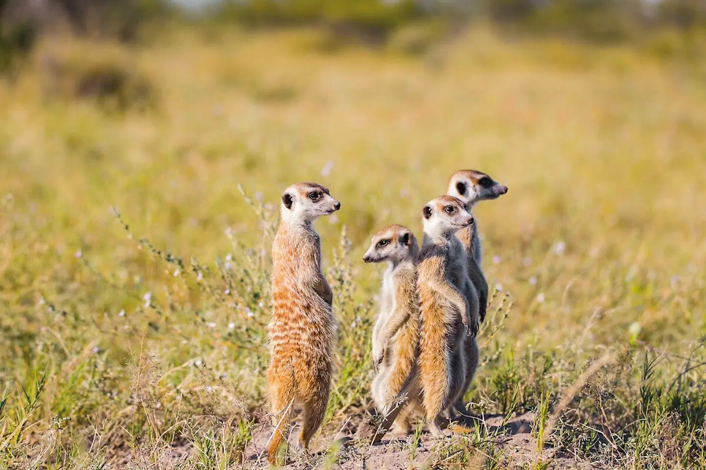 Fly&Drive Botswana - Ein Abenteuer für Einsteiger Tiere