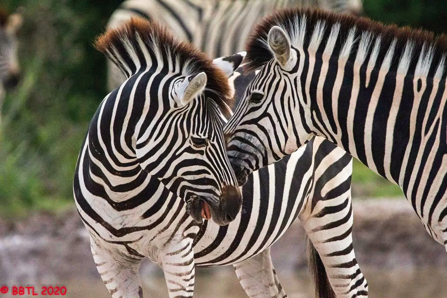 Fly&Drive Botswana - Ein Abenteuer für Einsteiger Tiere