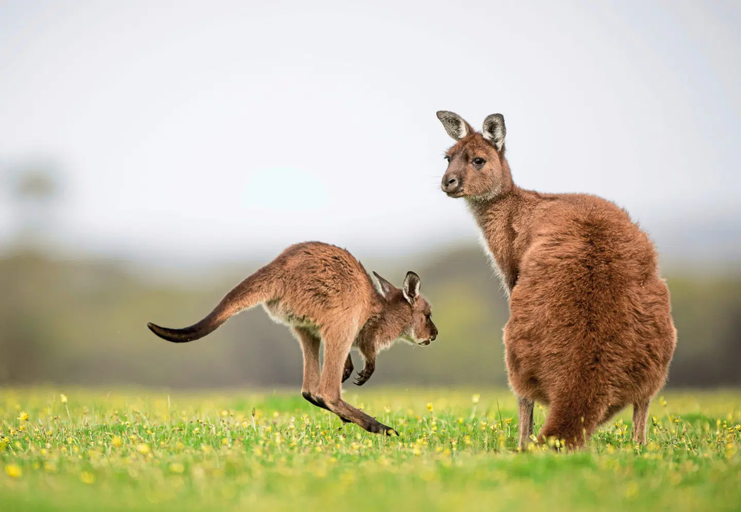 Naturwunder Kangaroo Island Tiere