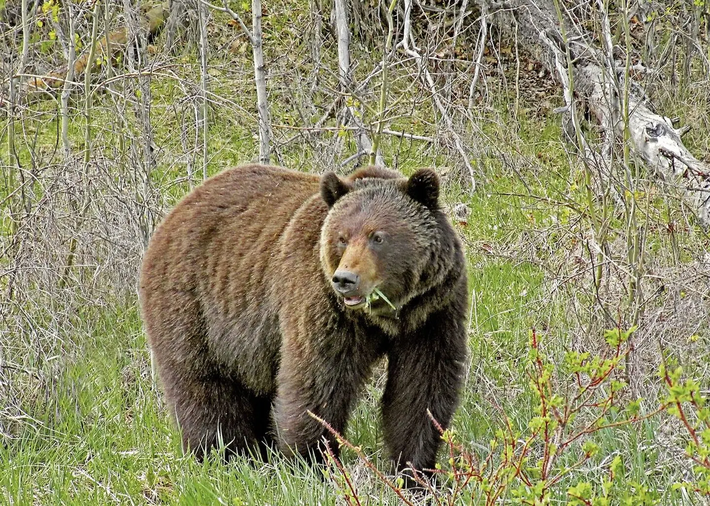 Höhepunkte Westkanadas Tiere