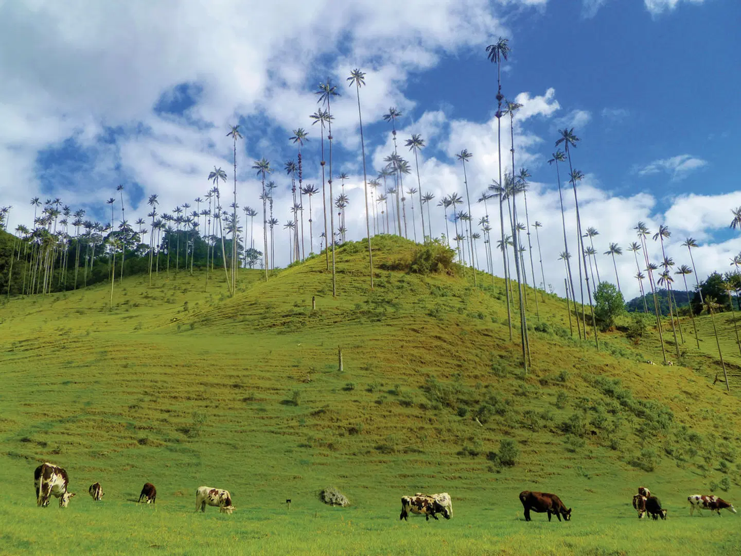 Kolumbien hautnah erleben Tiere
