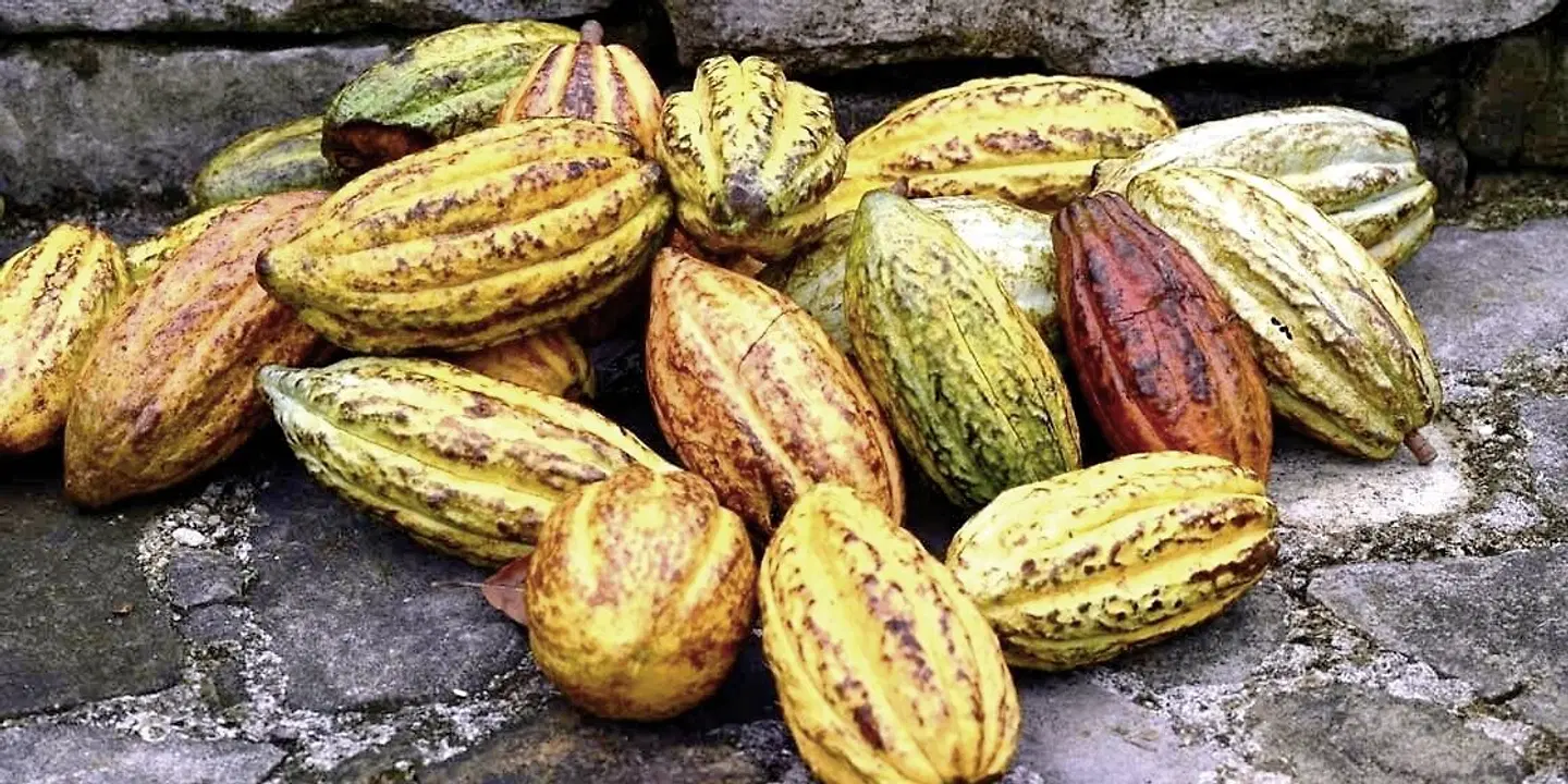 Best of Belize Tiere