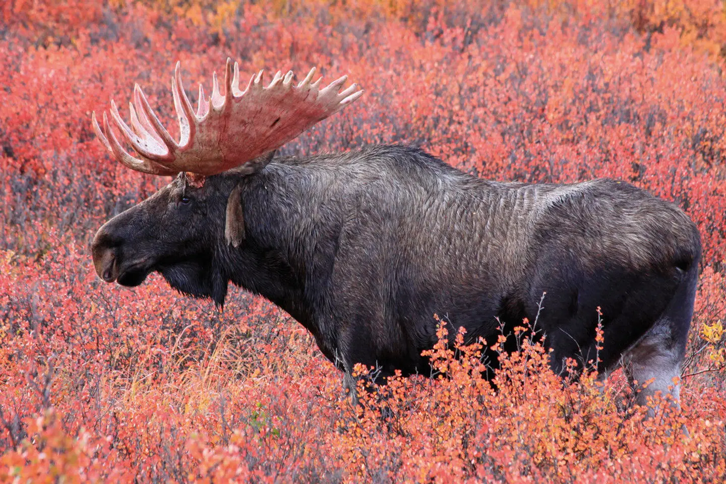 Alaska Intensiv Tiere