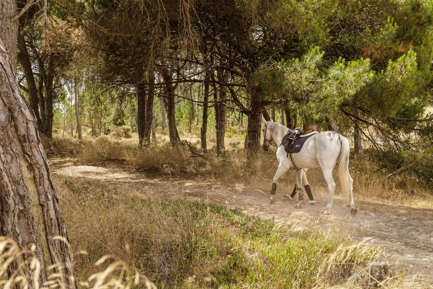 Amarello Hotel Praia Santo Andre, Tapestry Tiere