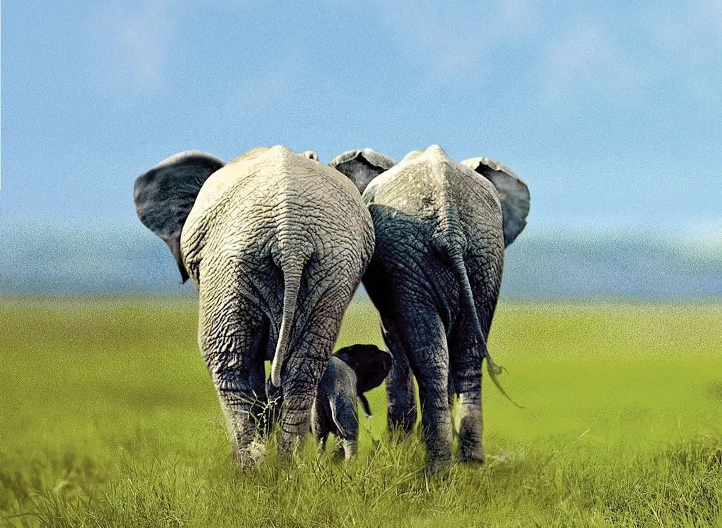 Drifters - South Africa Explorer Tiere