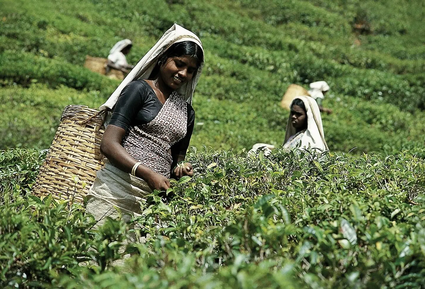 Sri Lanka Classic (Privatreise) Tiere