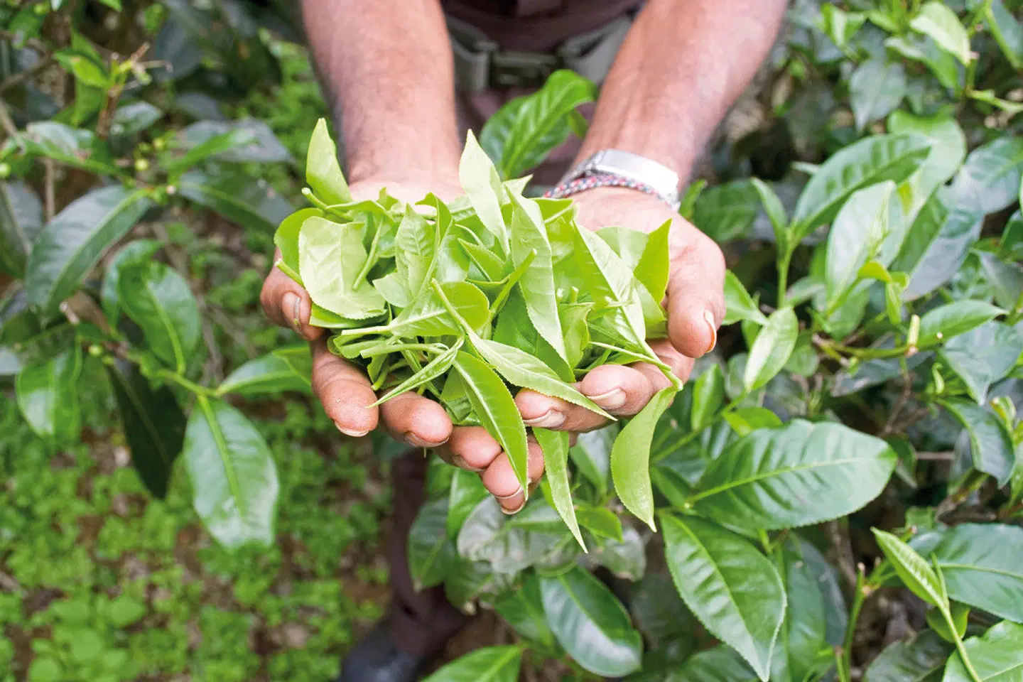 Sri Lanka Classic (Privatreise) LANDSCAPE