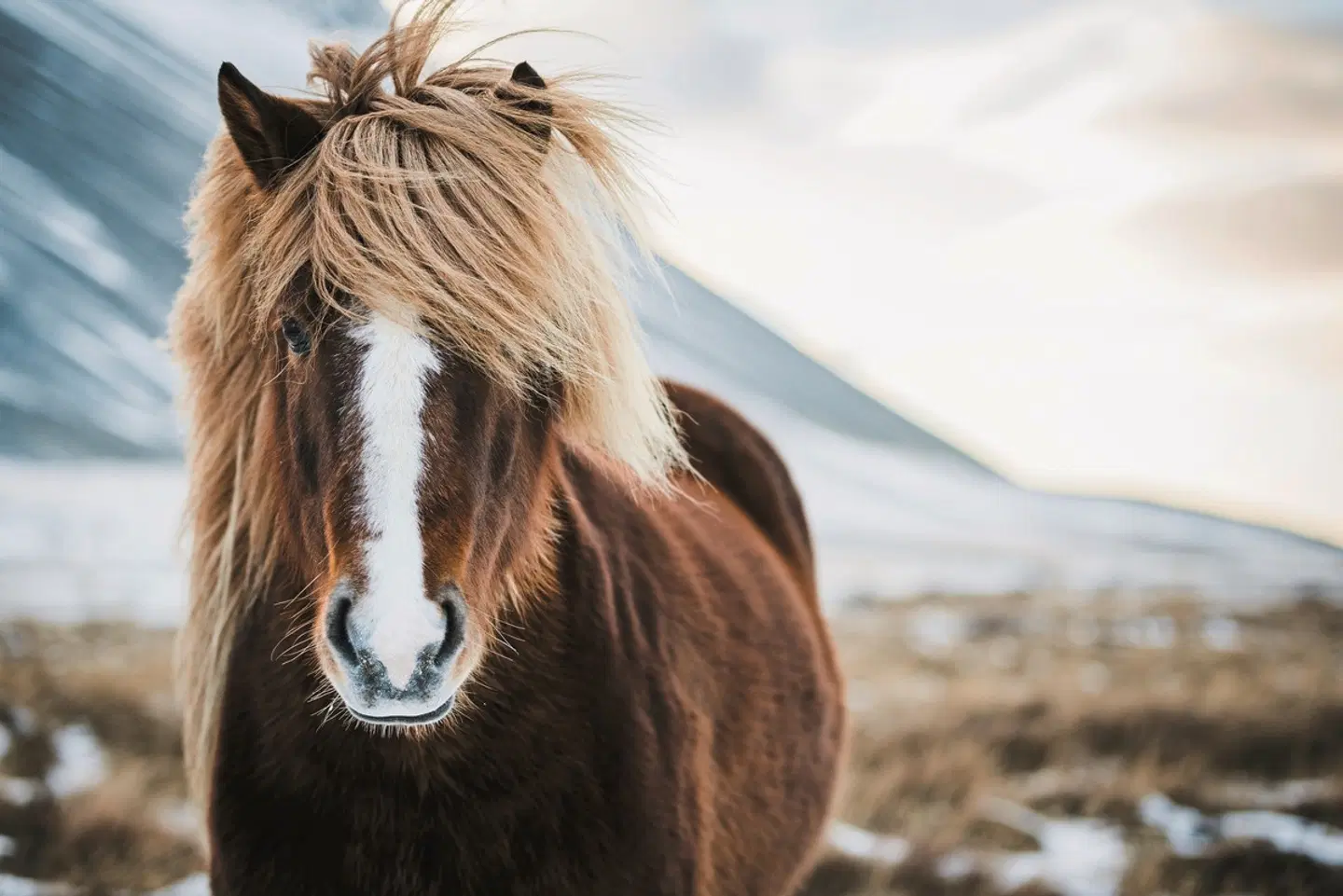 Erlebnis Island - Gletscher, Eishöhlen und Polarlichter Tiere