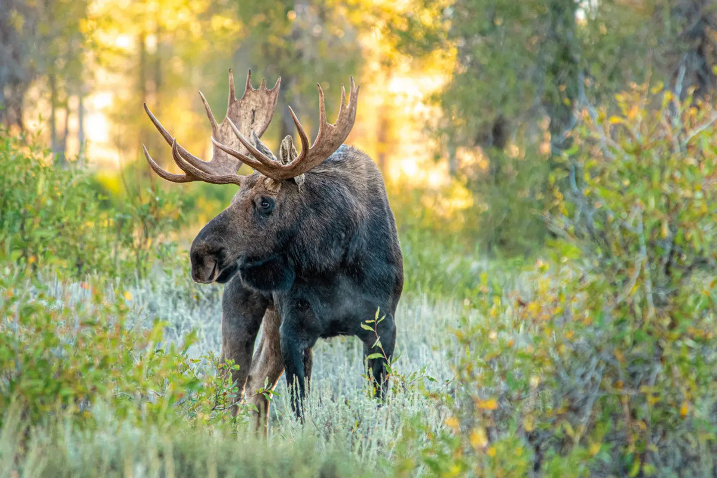 Vom Yellowstone zum Grand Canyon Tiere