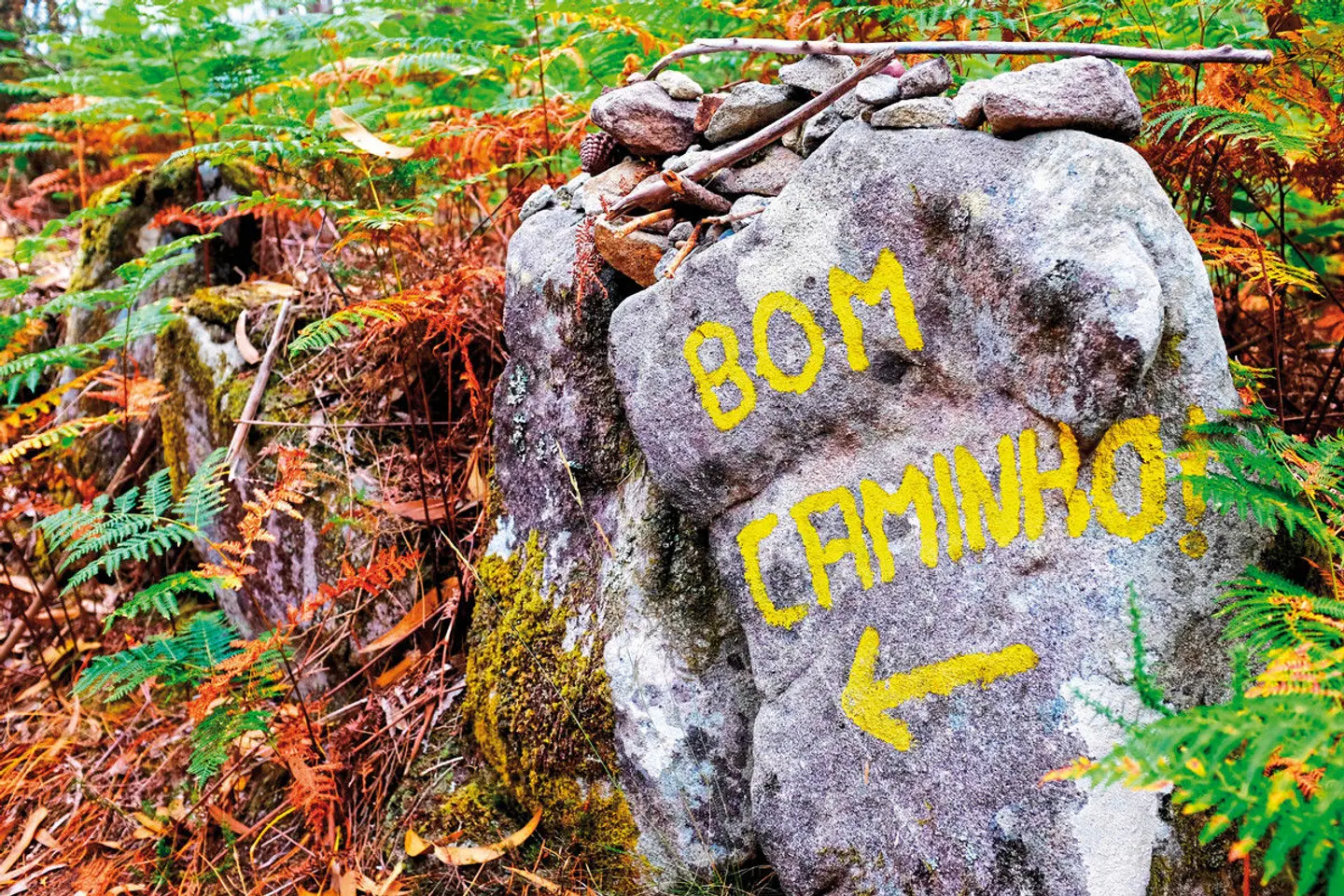 Wandern auf dem Jakobsweg - Die portugiesische Route an den Küsten Tiere