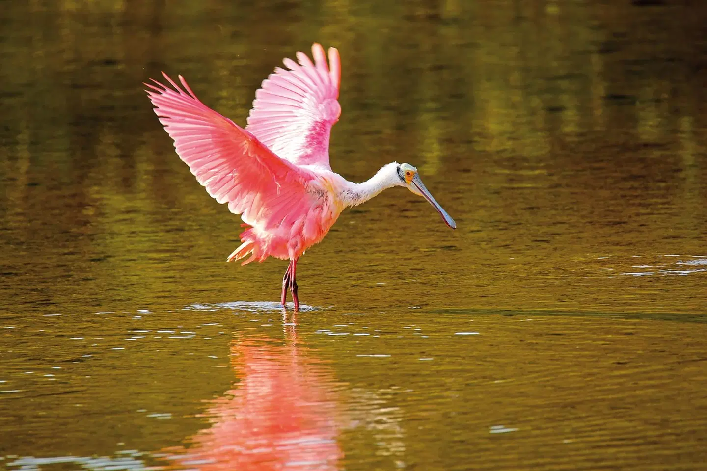 Manhattan Express & Florida Sunshine State inkl. Badeverlängerung (Standard) Tiere