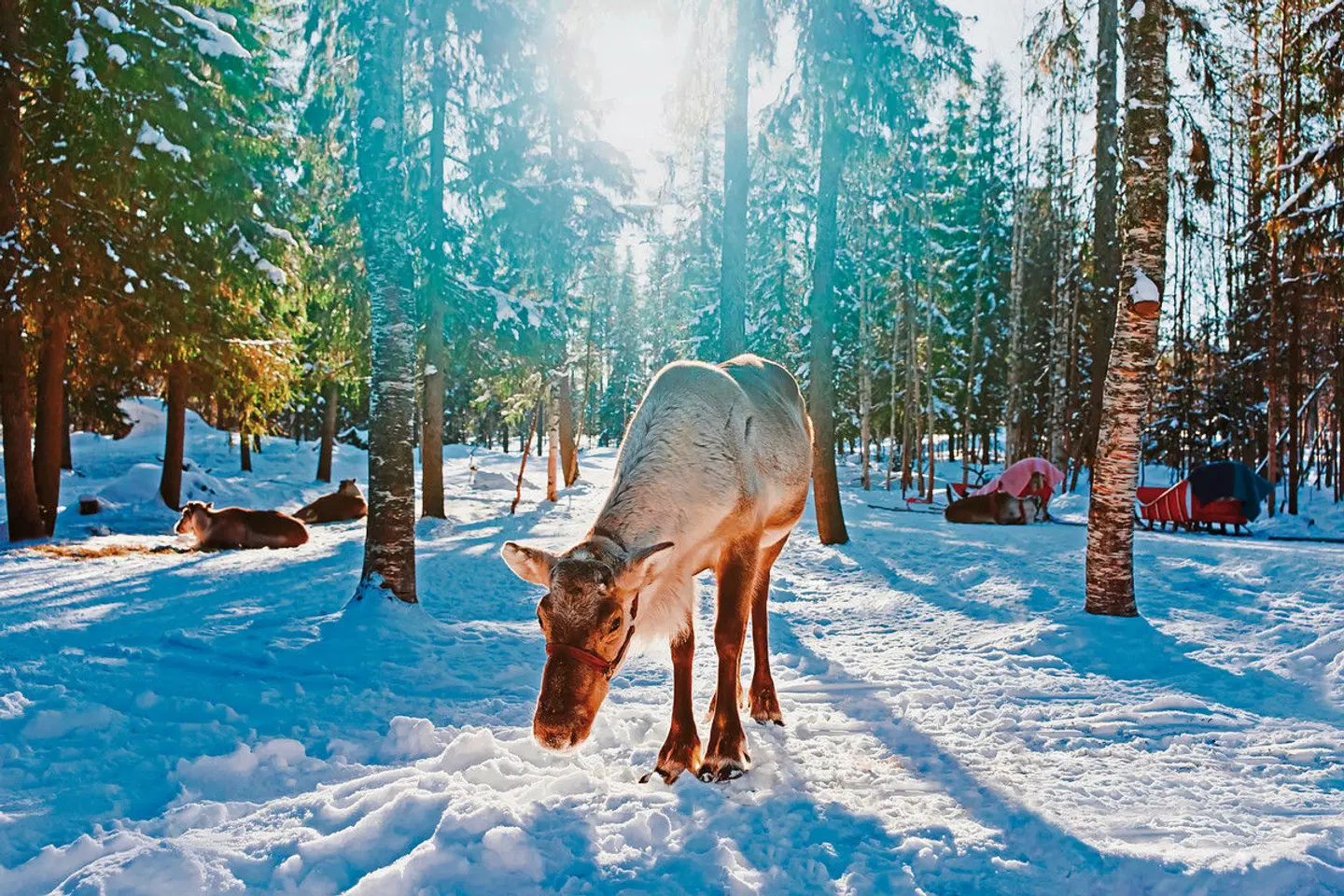 Finnisches Winterwunderland Tiere