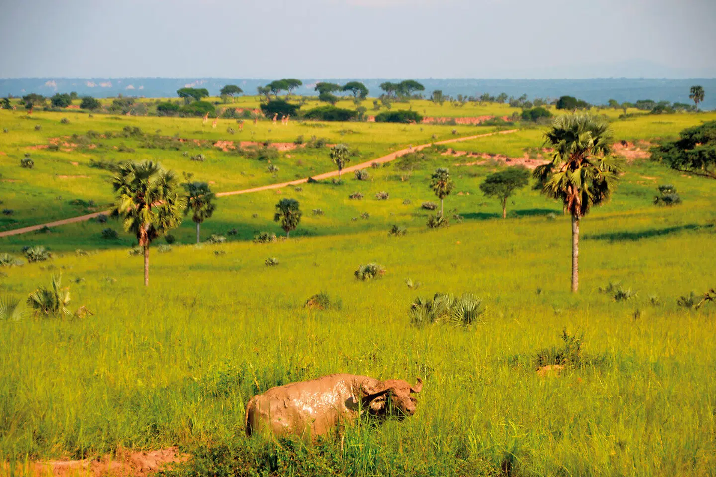 Uganda - Im Land der Berggorillas Tiere
