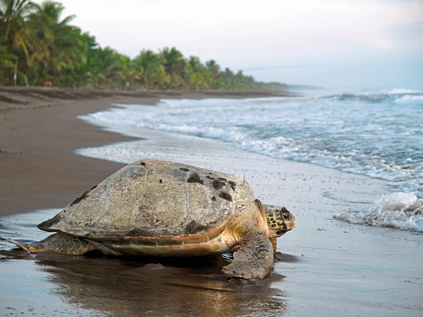 Dschungelerlebnis Tortuguero LANDSCAPE