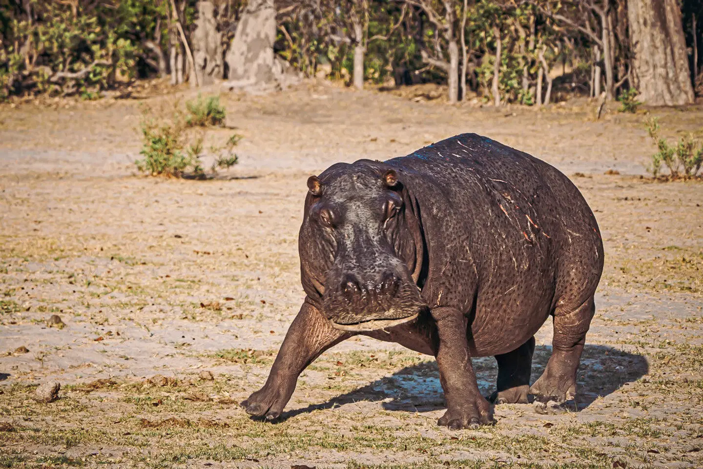 Drifters - Botswana Explorer Johannesburg - Victoria Falls Tiere