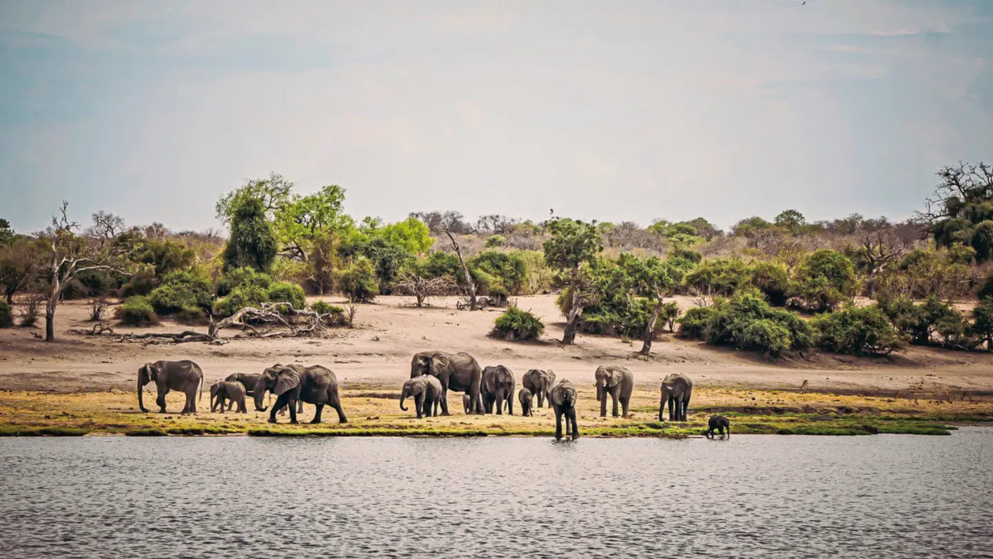 Drifters - Botswana Explorer Johannesburg - Victoria Falls Tiere