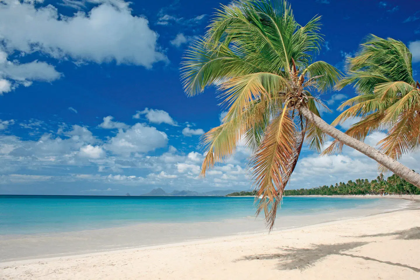 100 % Martinique - Erlebnis Blumeninsel Strand