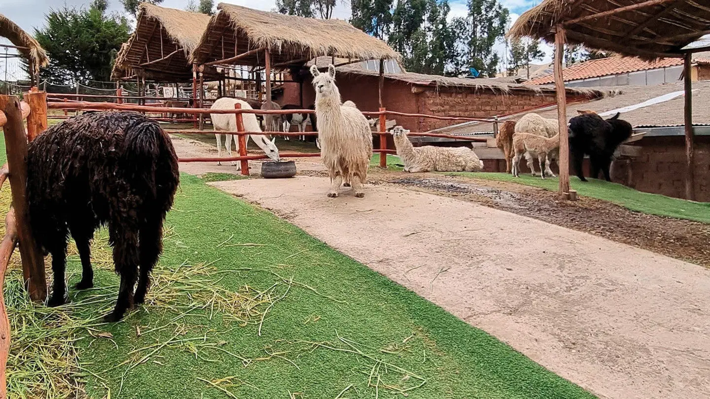 Highlights rund um Cuzco Tiere