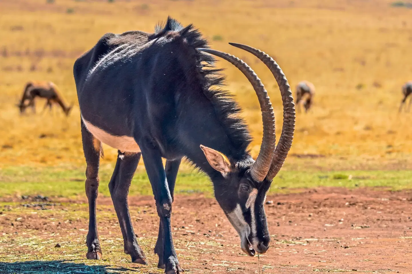 Erlebnis Nationalparks - Etosha bis Victoria Falls Tiere
