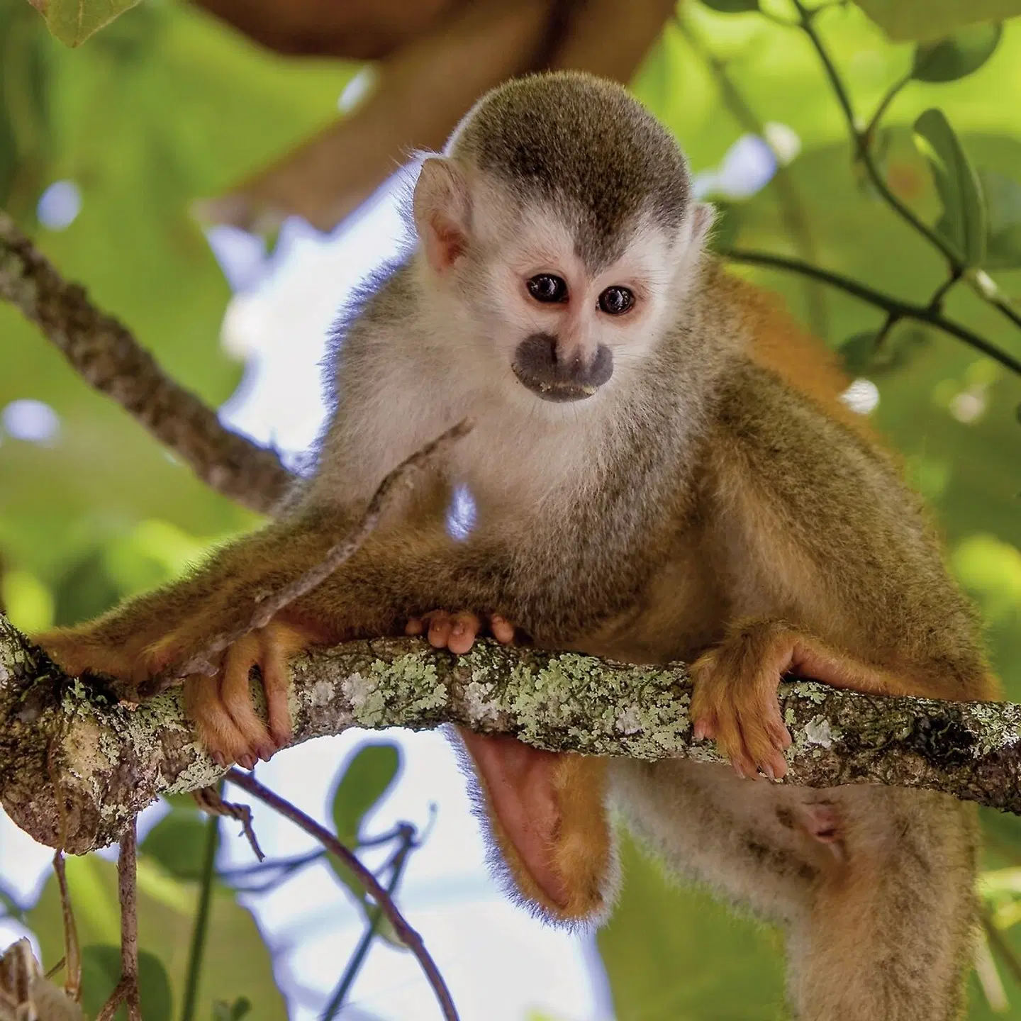 Naturwunder Costa Rica Mietwagenrundreise Tiere