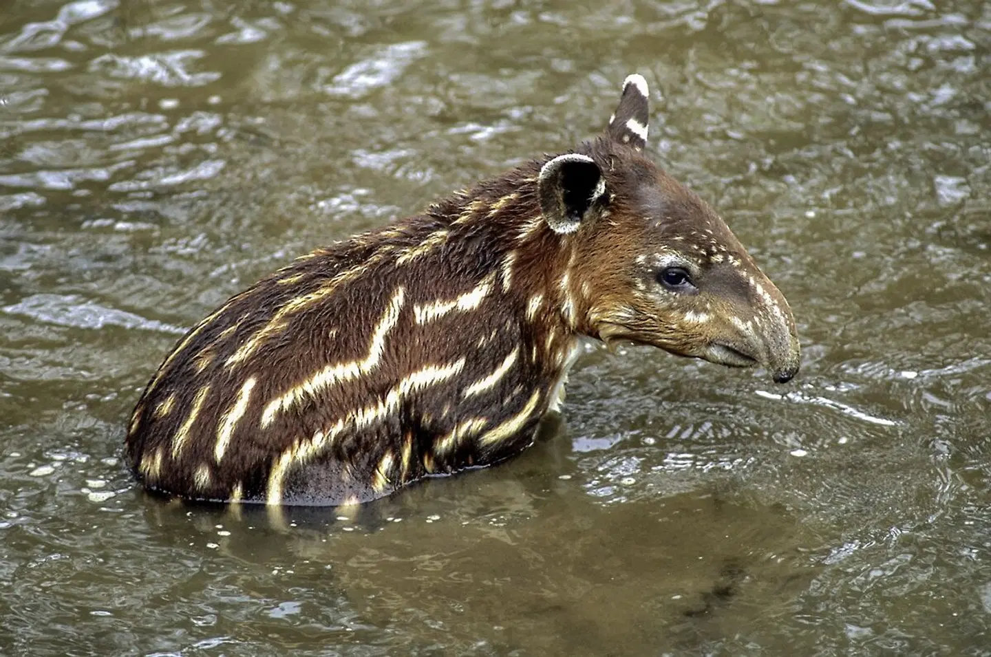 Naturwunder Costa Rica Mietwagenrundreise Tiere