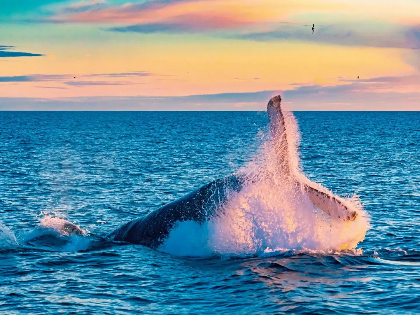 Traumziel Lofoten und Vesteralen Tiere