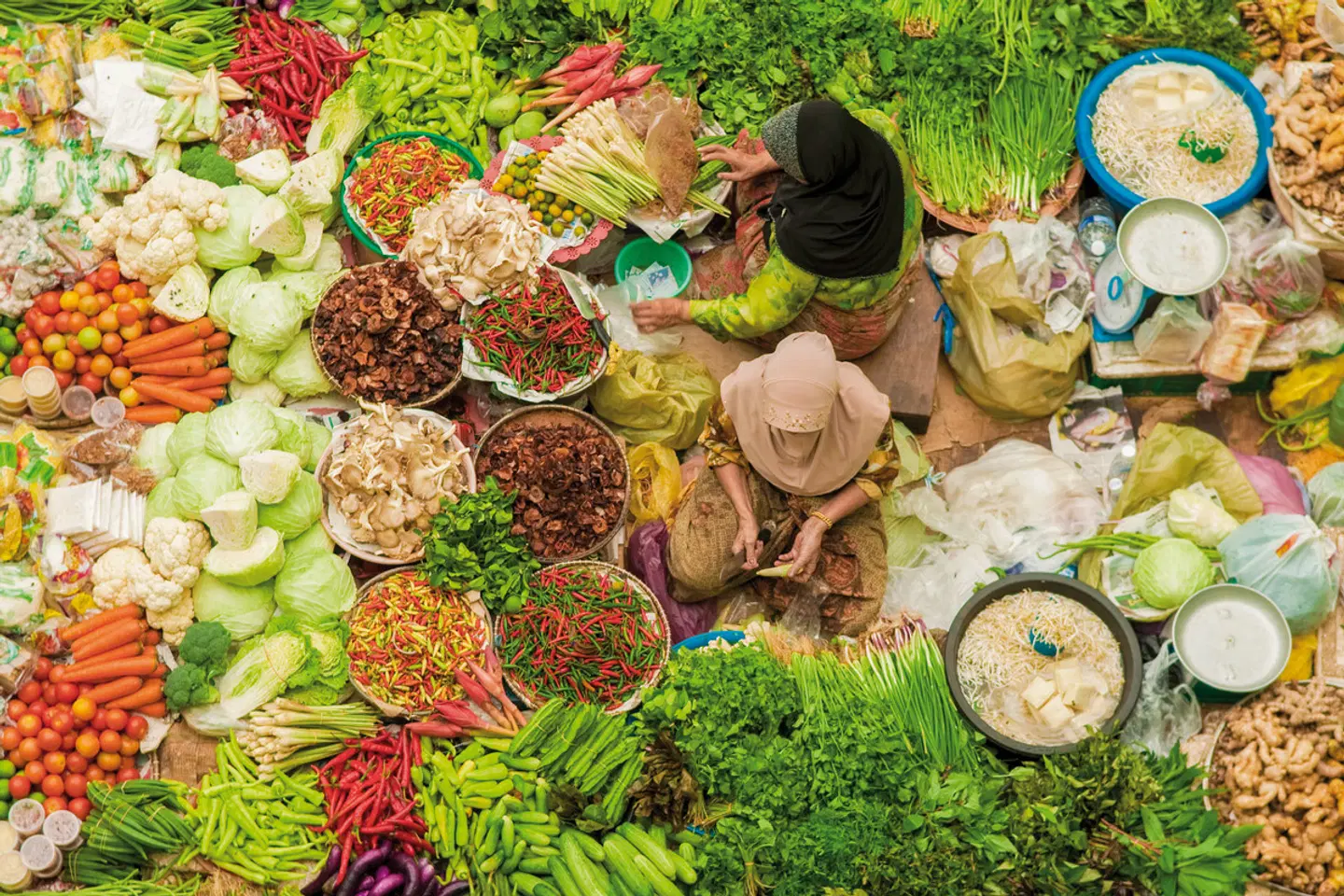 Kleine Borneo Rundreise (5 Nächte) Tiere