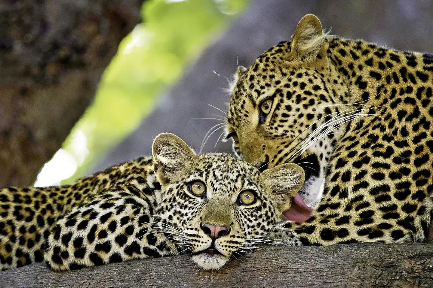 A World in One Country (Kombinationsreise) Tiere