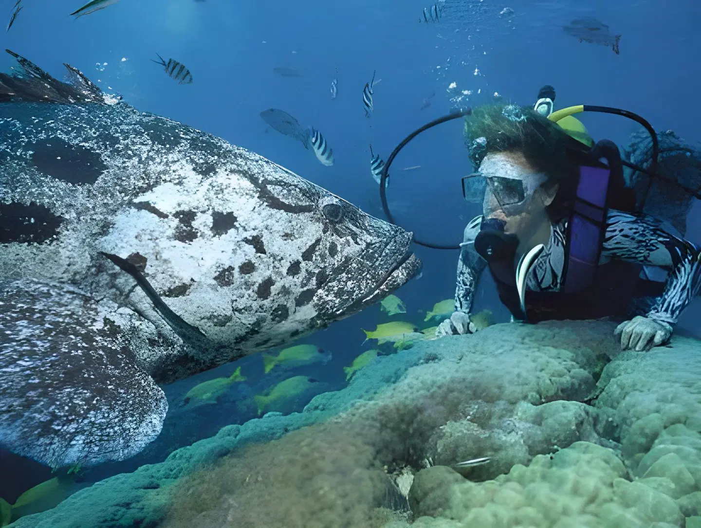 Martinique On Macrossan Tiere