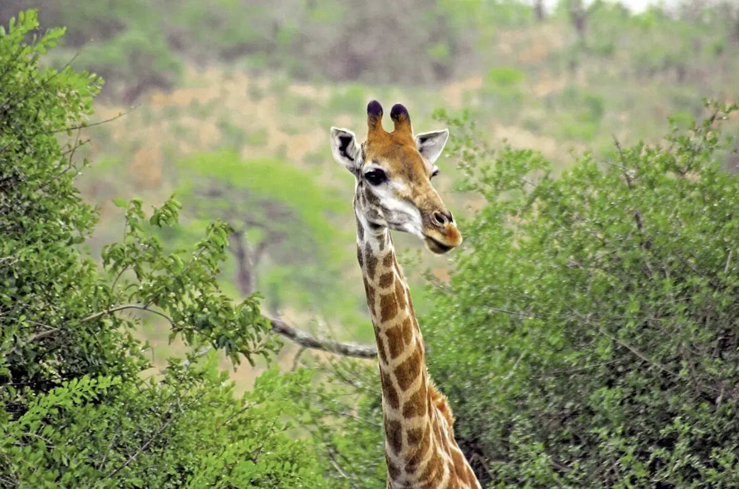 ADAC Special Südafrika - Safari, Königreiche & Küstenzauber Tiere
