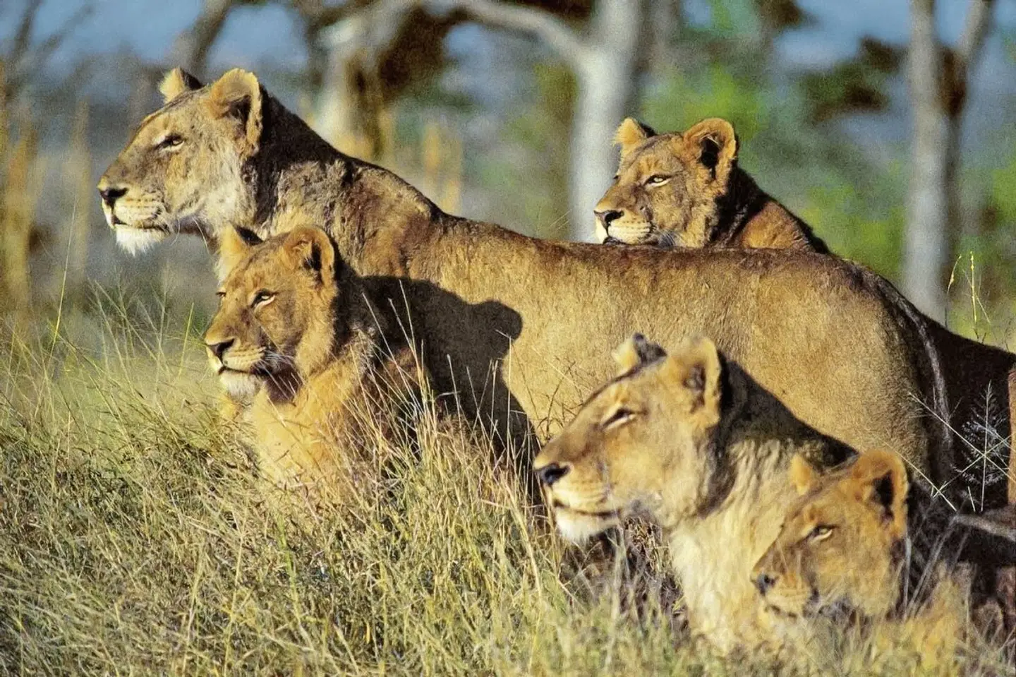 ADAC Special Südafrika - Safari, Königreiche & Küstenzauber Tiere