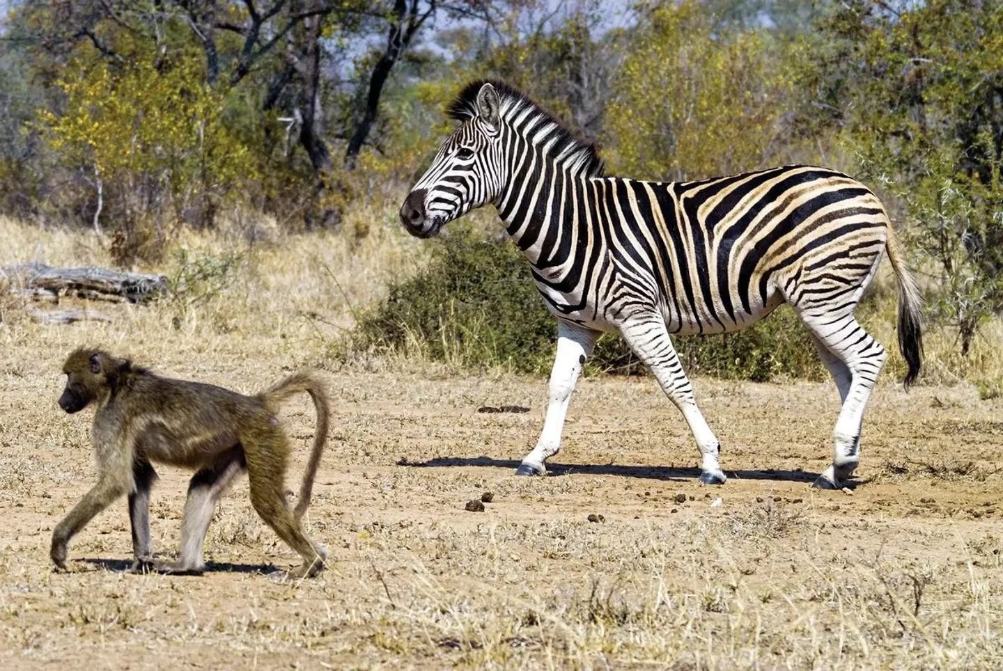 ADAC Special Südafrika - Safari, Königreiche & Küstenzauber Tiere