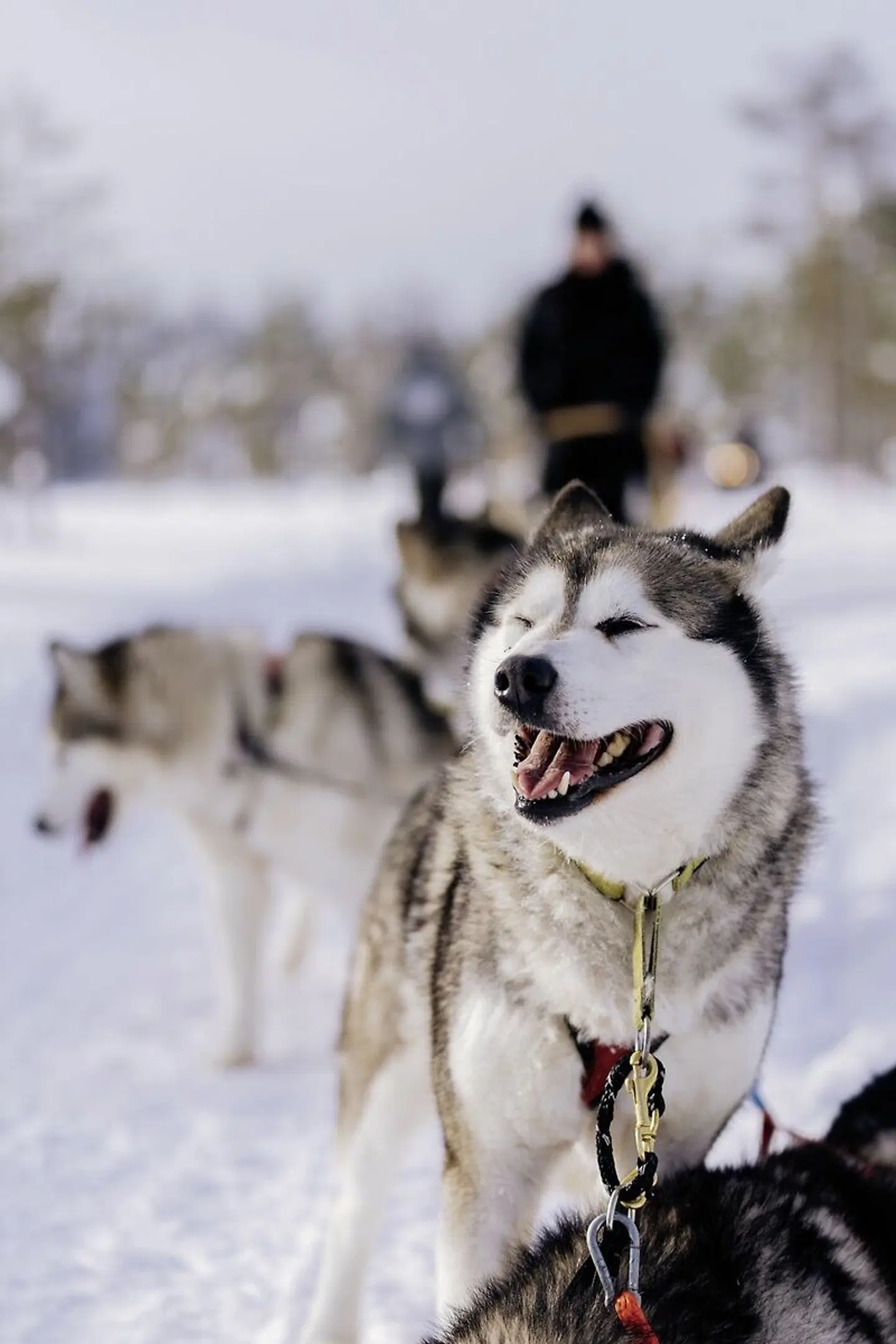 Polarkreismetropole Rovaniemi Vaattunki Tiere