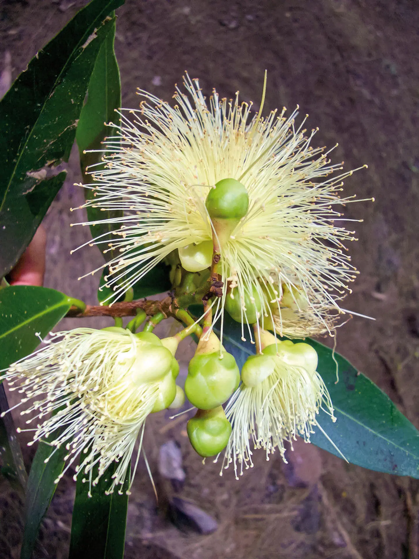 La Réunion intensiv Tiere