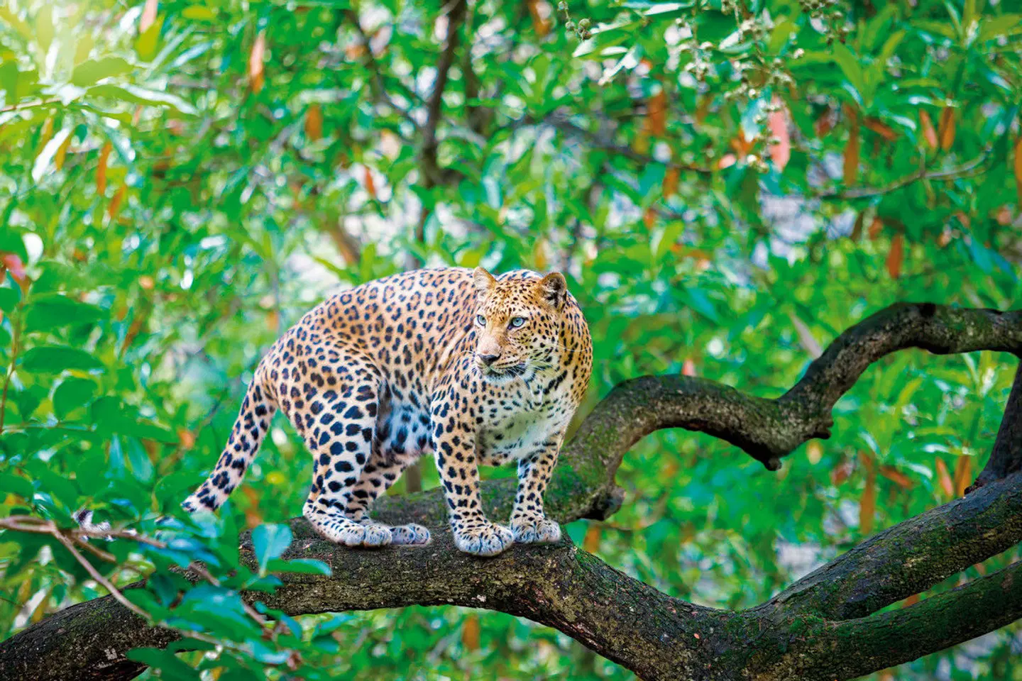 Namibia & Botswana auf eigene Faust Tiere