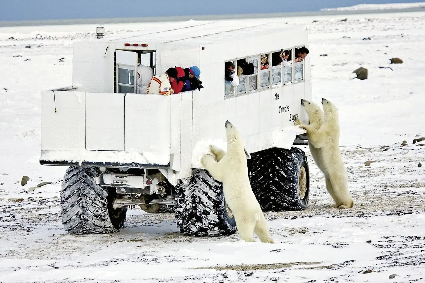 Erlebnis Eisbären mit Tundra Buggy Lodge (6 Nächte) Tiere