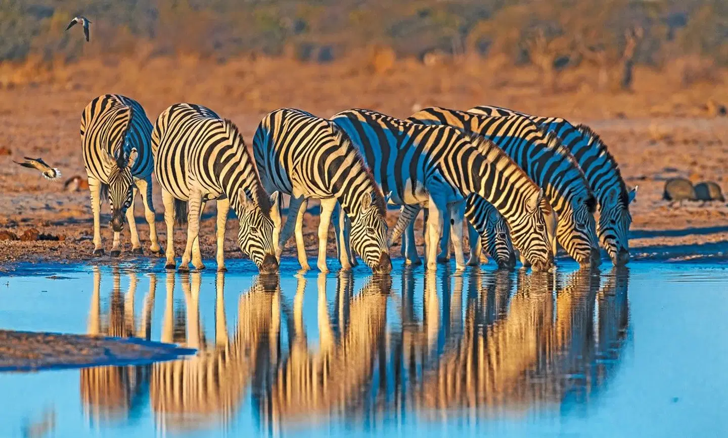 Südafrika Rundreise & Baden Mauritius (Hotel Maritim) Tiere