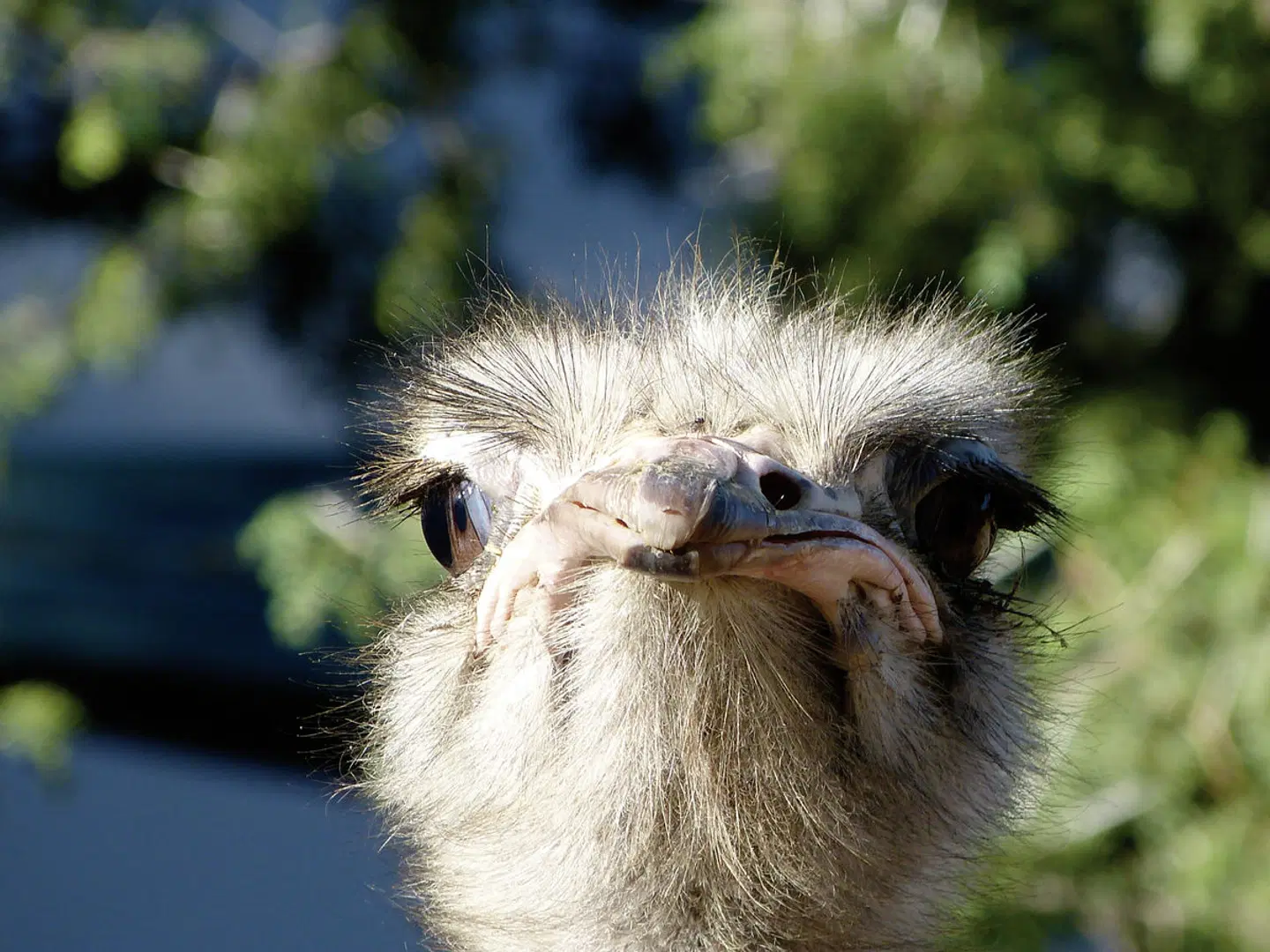 Südafrika Rundreise & Baden Mauritius (Hotel Maritim) Tiere