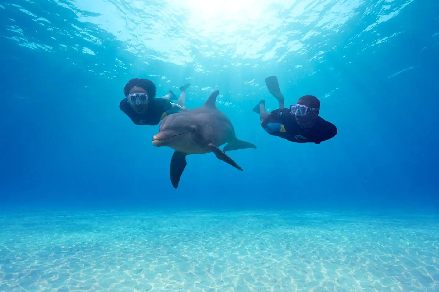 The Beach at Atlantis Tiere