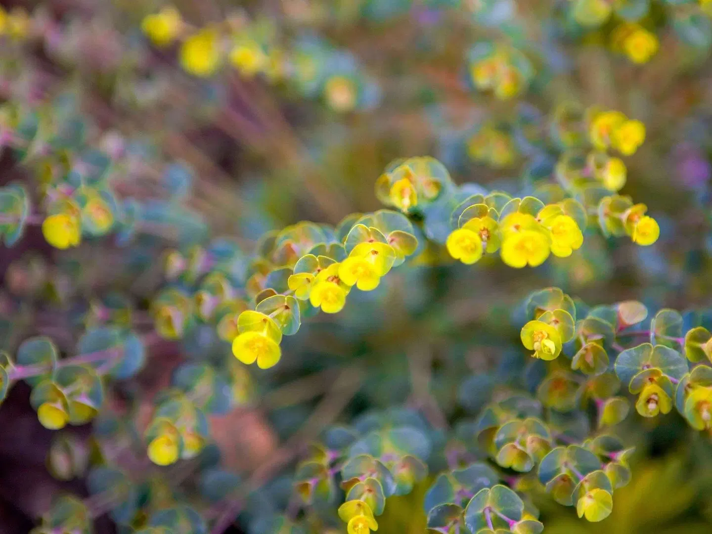 Mantra on Russell LANDSCAPE