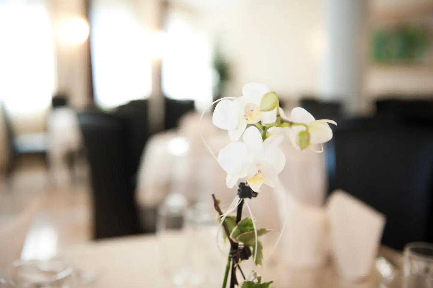 Montresor Hotel Palace Tiere