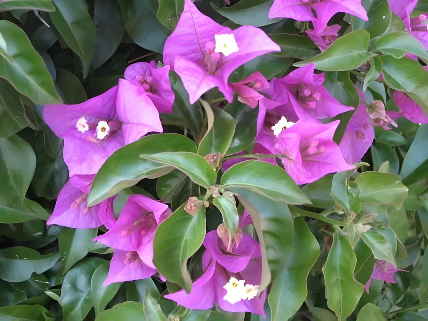 Villa San Giuseppe LANDSCAPE