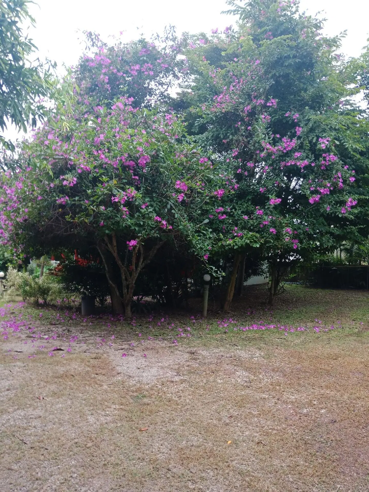 Chiangkhan Greenview Resort Garten