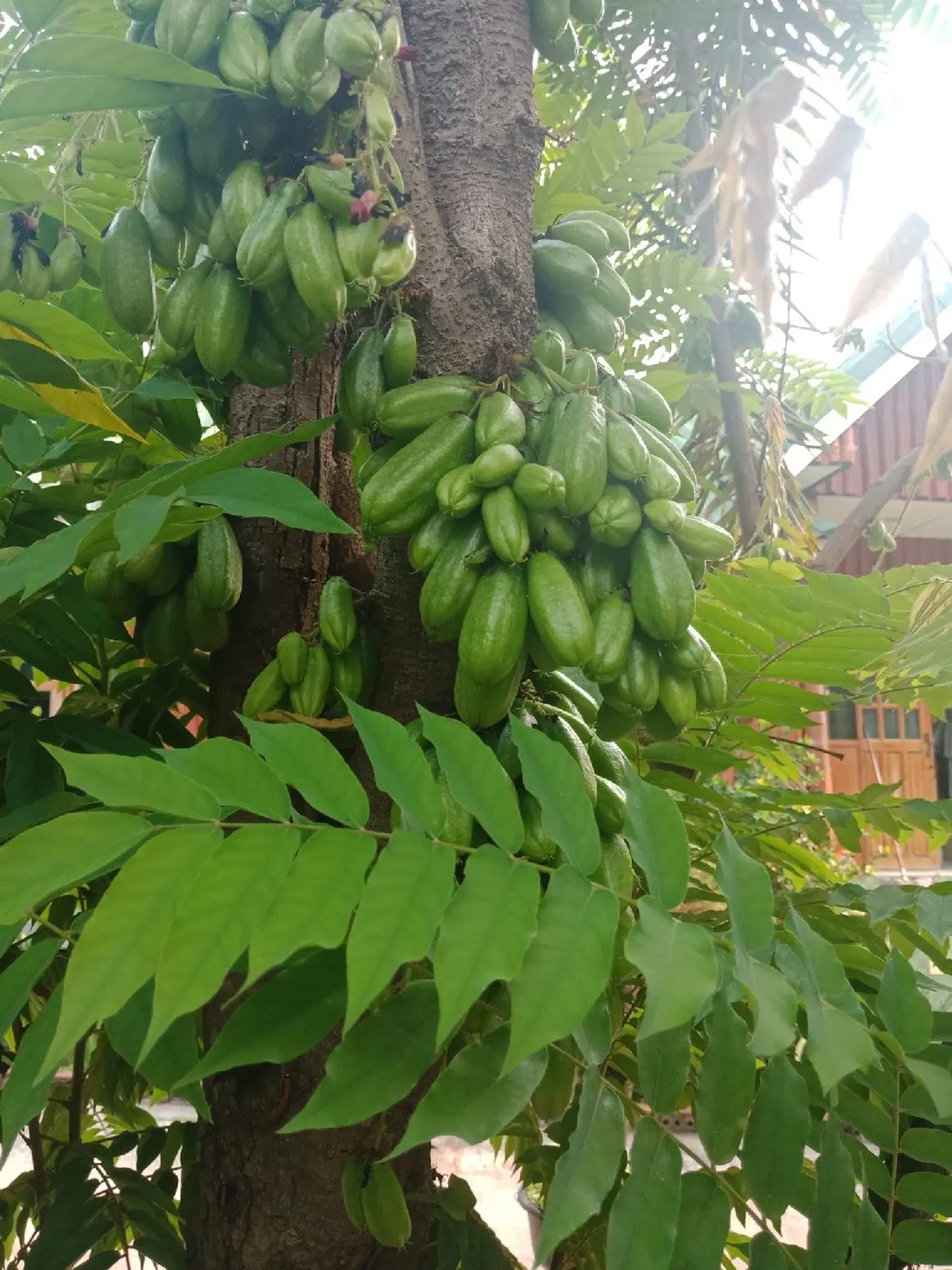 Chiangkhan Greenview Resort GARDEN