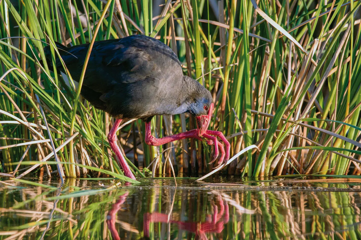 Trendregion Alentejo Tiere