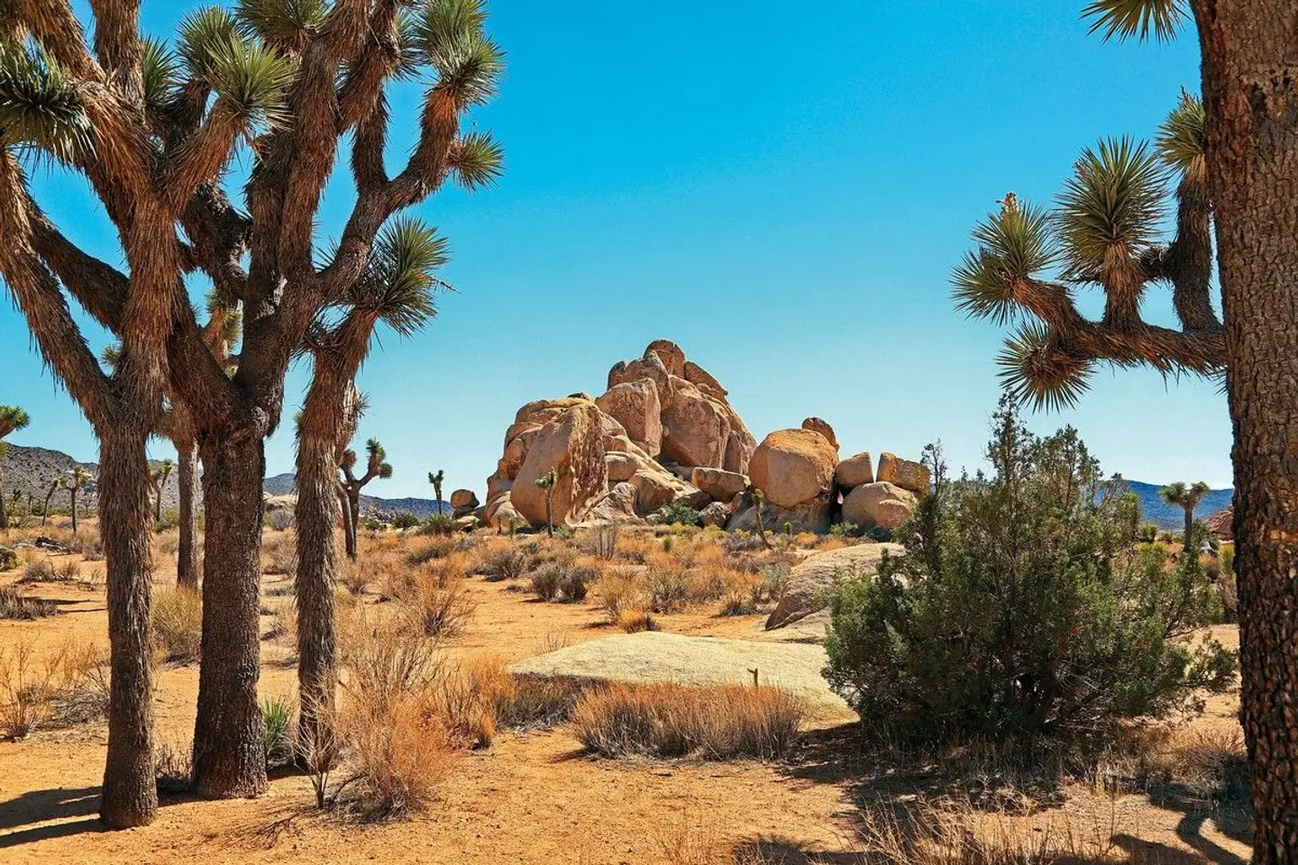 Taste of California LANDSCAPE