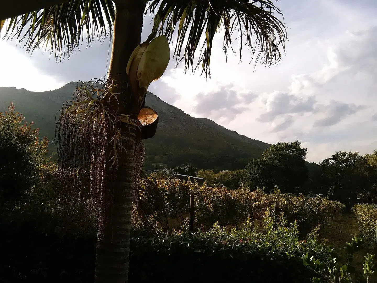 De Wingerd Wijnland Lodge LANDSCAPE