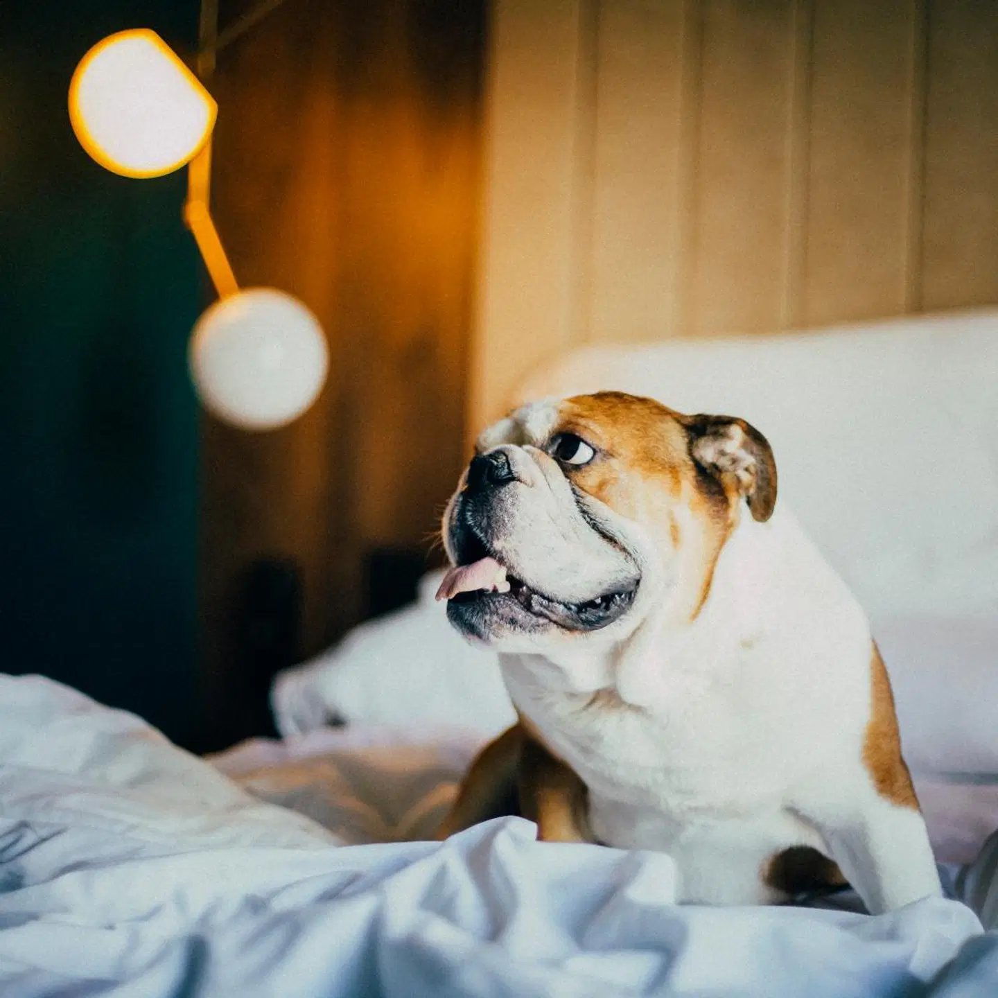 ICON BCN by Petit Palace ANIMAL