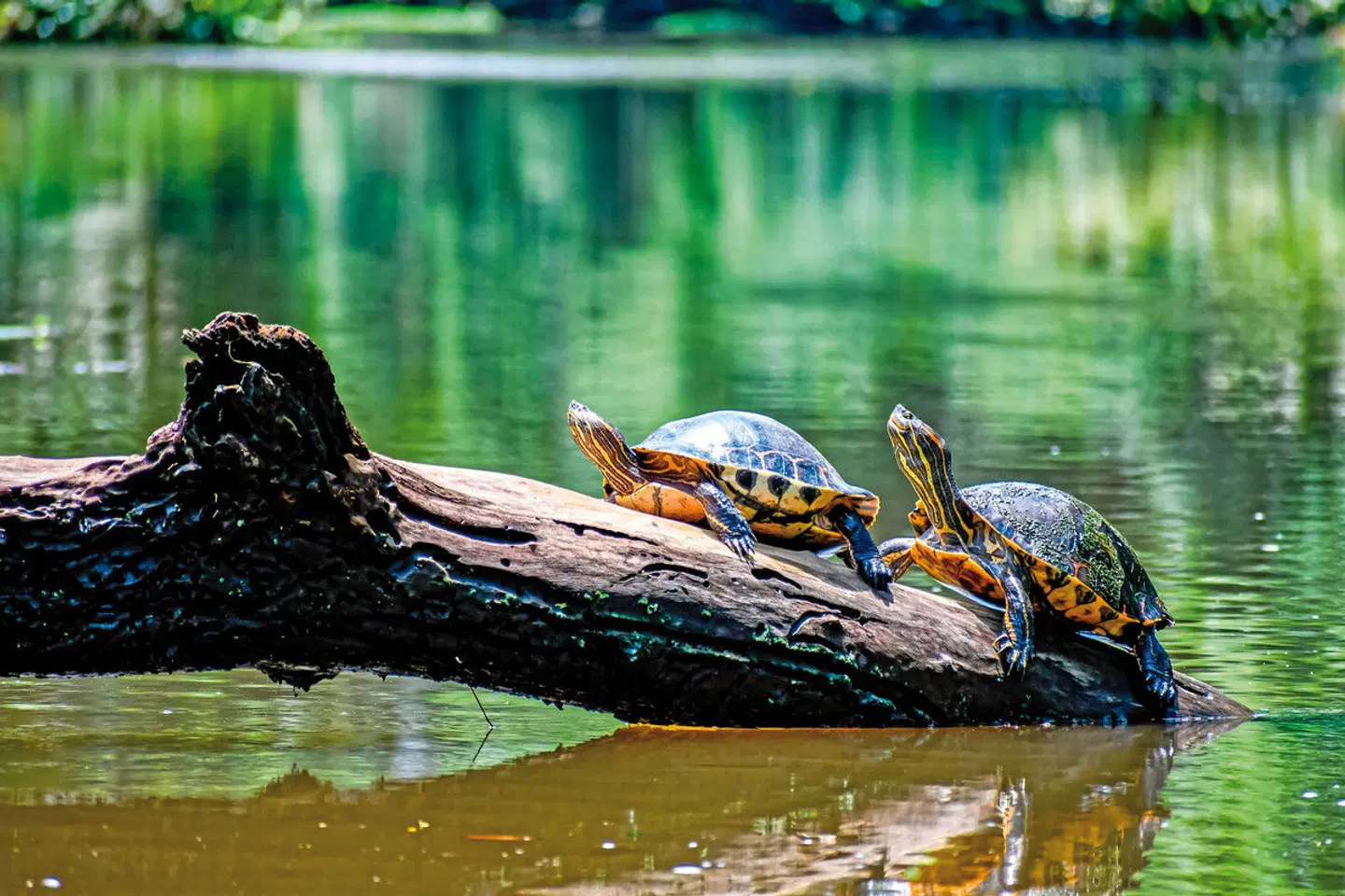 Farbenmeer Costa Rica Tiere