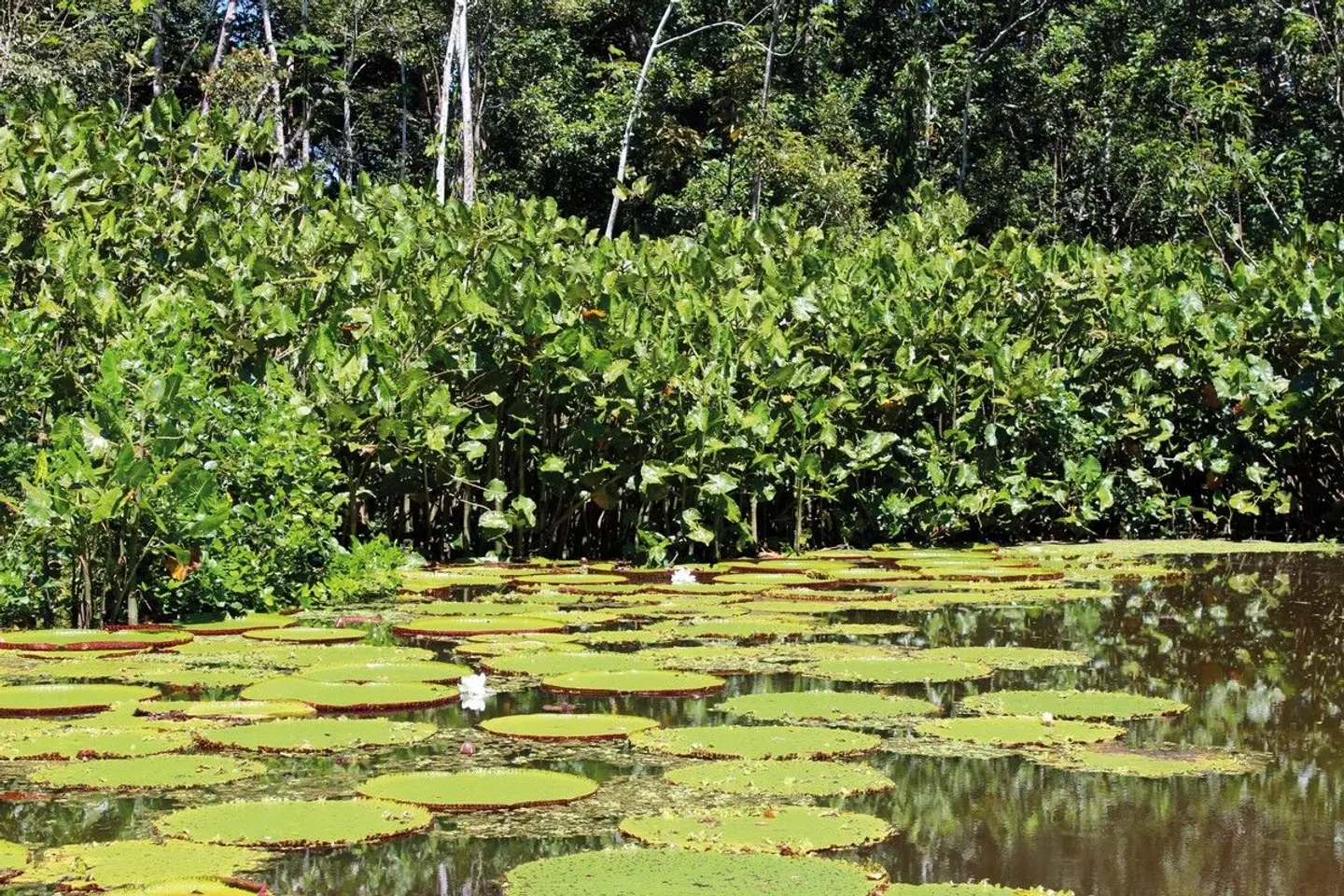 Grüner Mythos Amazonas LANDSCAPE
